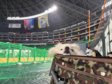 Pet博2025 福岡に投稿された画像（2025/8/23）