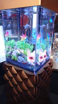 錦鯉・金魚アクアリウム in ときメッセに投稿された画像（2025/8/23）