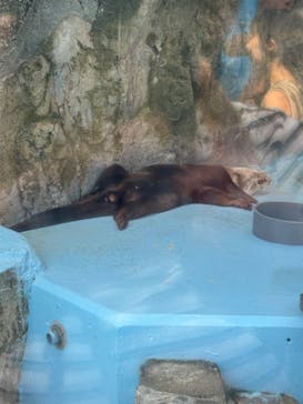 ゼロ距離水族館 伊勢シーパラダイスに投稿された画像（2025/8/23）