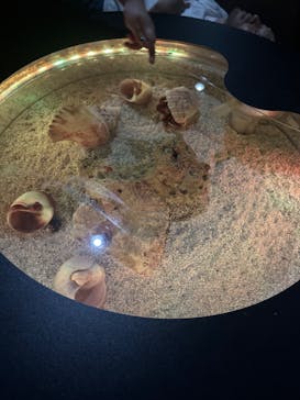 ゼロ距離水族館 伊勢シーパラダイスに投稿された画像（2025/8/23）