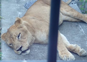 東京動物園協会_多摩動物公園に投稿された画像（2025/8/23）