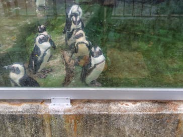 伊豆・三津シーパラダイスに投稿された画像（2025/8/23）