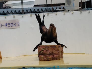 伊豆・三津シーパラダイスに投稿された画像（2025/8/23）