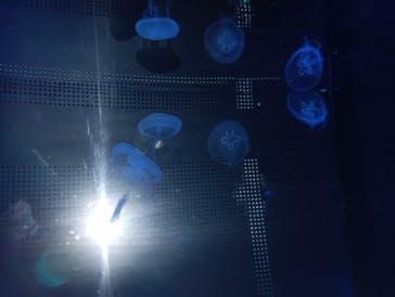 京都水族館に投稿された画像（2025/8/23）