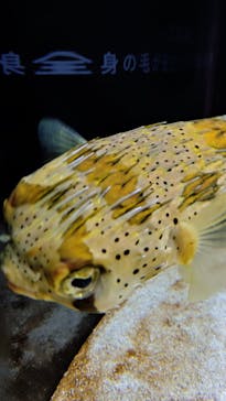 横浜開運水族館 フォーチュンアクアリウムに投稿された画像（2025/8/23）