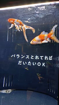 横浜開運水族館 フォーチュンアクアリウムに投稿された画像（2025/8/23）