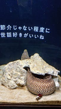 横浜開運水族館 フォーチュンアクアリウムに投稿された画像（2025/8/23）
