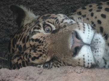 那須どうぶつ王国に投稿された画像（2025/8/24）