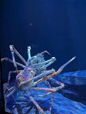 サンシャイン水族館に投稿された画像（2025/8/24）