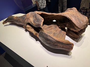 正倉院 THE SHOW －感じる。いま、ここにある奇跡－に投稿された画像（2025/8/24）