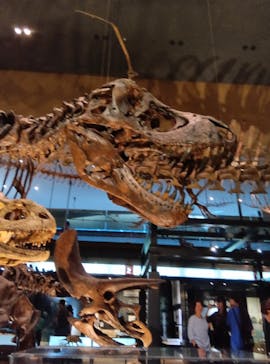 Ｂｏｎｅｓ２　ほねほね運動会　～はしる！とぶ！つかむ！～（いのちのたび博物館）に投稿された画像（2025/8/24）