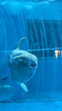 アクアワールド茨城県大洗水族館に投稿された画像（2025/8/24）