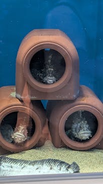 アクアワールド茨城県大洗水族館に投稿された画像（2025/8/24）