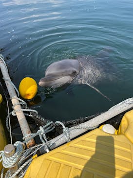 日間賀島ドルフィンビーチに投稿された画像（2025/8/24）