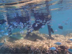 シュノーケリング・SUP専門店【糸満マリンセンター】に投稿された画像（2025/8/24）