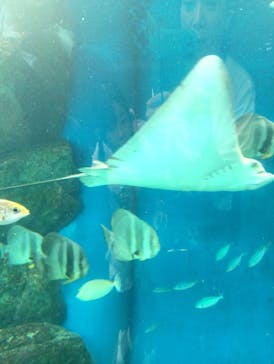 マクセル アクアパーク品川に投稿された画像（2025/8/24）