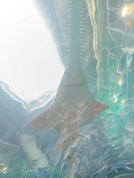 マクセル アクアパーク品川に投稿された画像（2025/8/24）