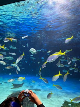 サンシャイン水族館に投稿された画像（2025/8/24）