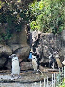 サンシャイン水族館に投稿された画像（2025/8/24）