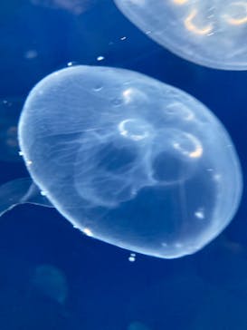 葛西臨海水族園に投稿された画像（2025/8/24）