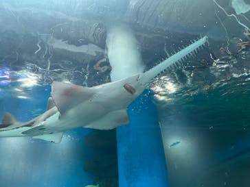 マクセル アクアパーク品川に投稿された画像（2025/8/24）