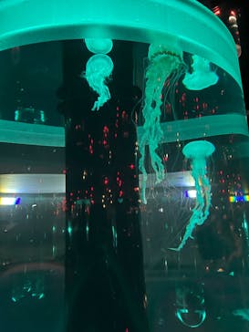 マクセル アクアパーク品川に投稿された画像（2025/8/24）