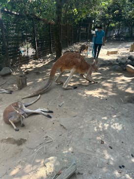 群馬サファリパークに投稿された画像（2025/8/24）