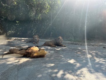 群馬サファリパークに投稿された画像（2025/8/24）