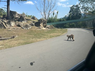 群馬サファリパークに投稿された画像（2025/8/24）