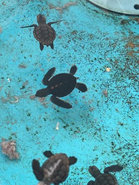 串本海中公園水族館に投稿された画像（2025/8/24）