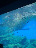 仙台うみの杜水族館に投稿された画像（2025/8/24）