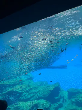 仙台うみの杜水族館に投稿された画像（2025/8/24）