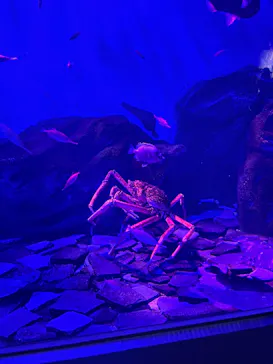 仙台うみの杜水族館に投稿された画像（2025/8/24）