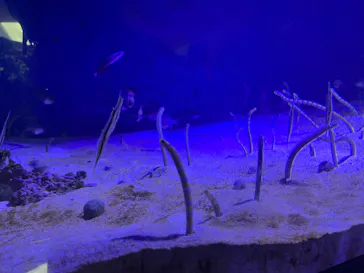 仙台うみの杜水族館に投稿された画像（2025/8/24）
