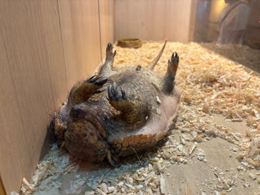 リトルモンスター展～「うゎっ」と「ぅわぁ～」のいきものたち～ @新潟県立自然科学館に投稿された画像（2025/8/24）