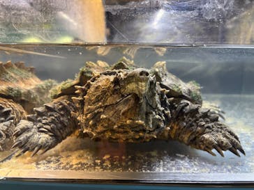 リトルモンスター展～「うゎっ」と「ぅわぁ～」のいきものたち～ @新潟県立自然科学館に投稿された画像（2025/8/24）