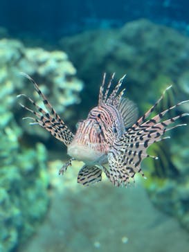 葛西臨海水族園に投稿された画像（2025/8/24）