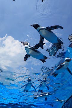 サンシャイン水族館に投稿された画像（2025/8/24）