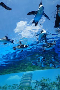 サンシャイン水族館に投稿された画像（2025/8/24）