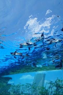 サンシャイン水族館に投稿された画像（2025/8/24）
