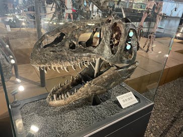 福井県立恐竜博物館に投稿された画像（2025/8/24）