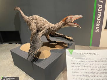 福井県立恐竜博物館に投稿された画像（2025/8/24）