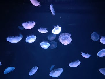 サンシャイン水族館に投稿された画像（2025/8/24）