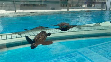 名古屋港水族館に投稿された画像（2025/8/24）