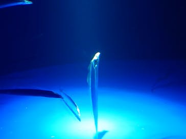 サンシャイン水族館に投稿された画像（2025/8/24）