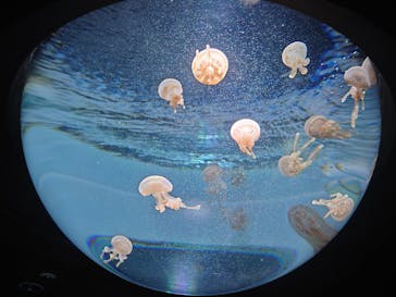 サンシャイン水族館に投稿された画像（2025/8/24）