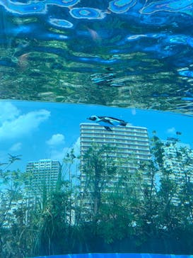 サンシャイン水族館に投稿された画像（2025/8/24）