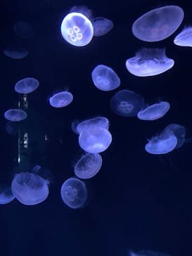 サンシャイン水族館に投稿された画像（2025/8/24）