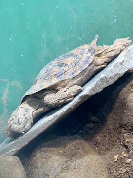 サンシャイン水族館に投稿された画像（2025/8/24）
