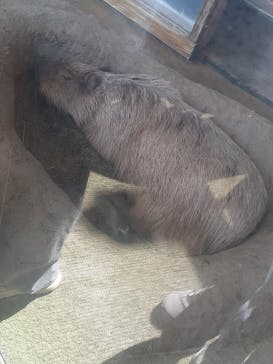 新江ノ島水族館に投稿された画像（2025/8/24）